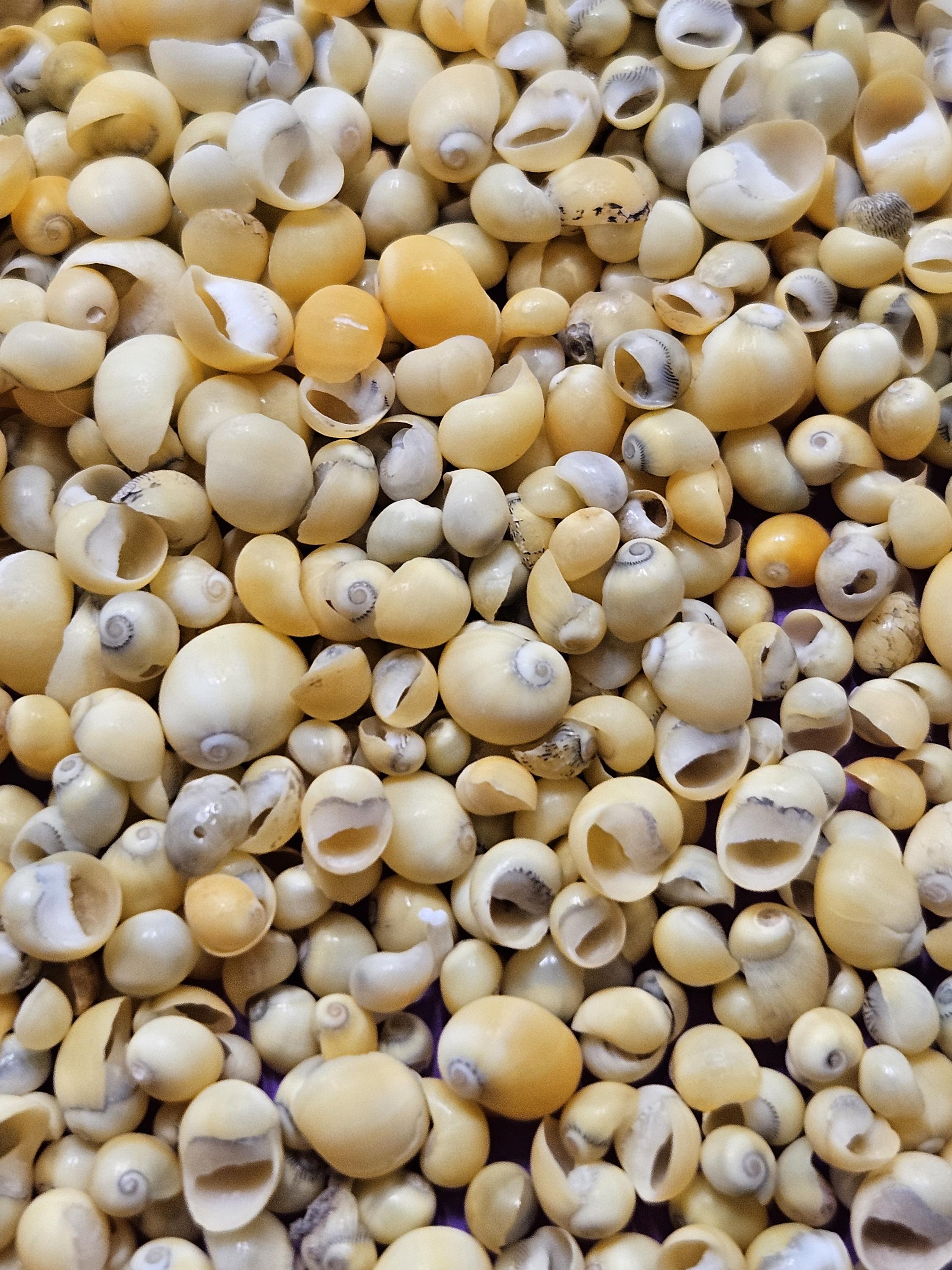 Vintage Yellow Periwinkle Shells, Littorina Obtusata, Flat Periwinkle ...