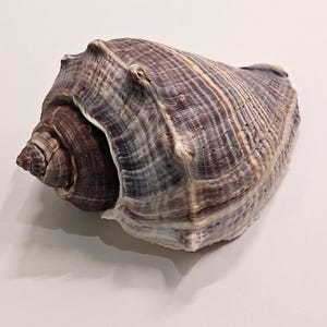 May include: A large, textured seashell with a spiral shape and a wide opening. The shell features a mix of colors, including shades of purple, brown, and cream. The shell is a natural object, likely from the ocean.
