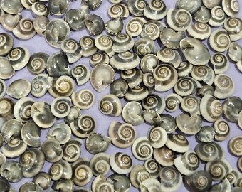 May include: A collection of small, spiral-shaped seashells in varying shades of gray and white. The shells are arranged closely together, creating a textured surface. The shells have a distinct spiral pattern, with a smooth, glossy appearance. The overall theme is marine life and natural decor.