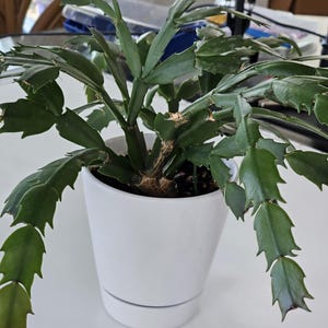 Puede incluir: Una planta de cactus de Navidad verde en una maceta de cerámica blanca. La planta tiene hojas verdes planas y segmentadas con bordes dentados. La maceta es cilíndrica con un platillo a juego, sobre una superficie blanca.