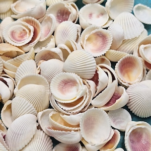 May include: A collection of white seashells with a ribbed texture and pinkish-purple interiors. The shells are scattered across a turquoise surface, creating a natural, beachy aesthetic. Ideal for coastal decor or craft projects.