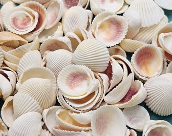 May include: A collection of white seashells with a ribbed texture and pinkish-purple interiors. The shells are scattered across a turquoise surface, creating a natural, beachy aesthetic. Ideal for coastal decor or craft projects.