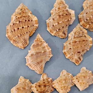 May include: A collection of various seashells with a textured surface and a natural color palette of beige, brown, and cream. The shells are arranged on a light blue surface, showcasing their unique shapes and patterns. Ideal for coastal decor or craft projects.