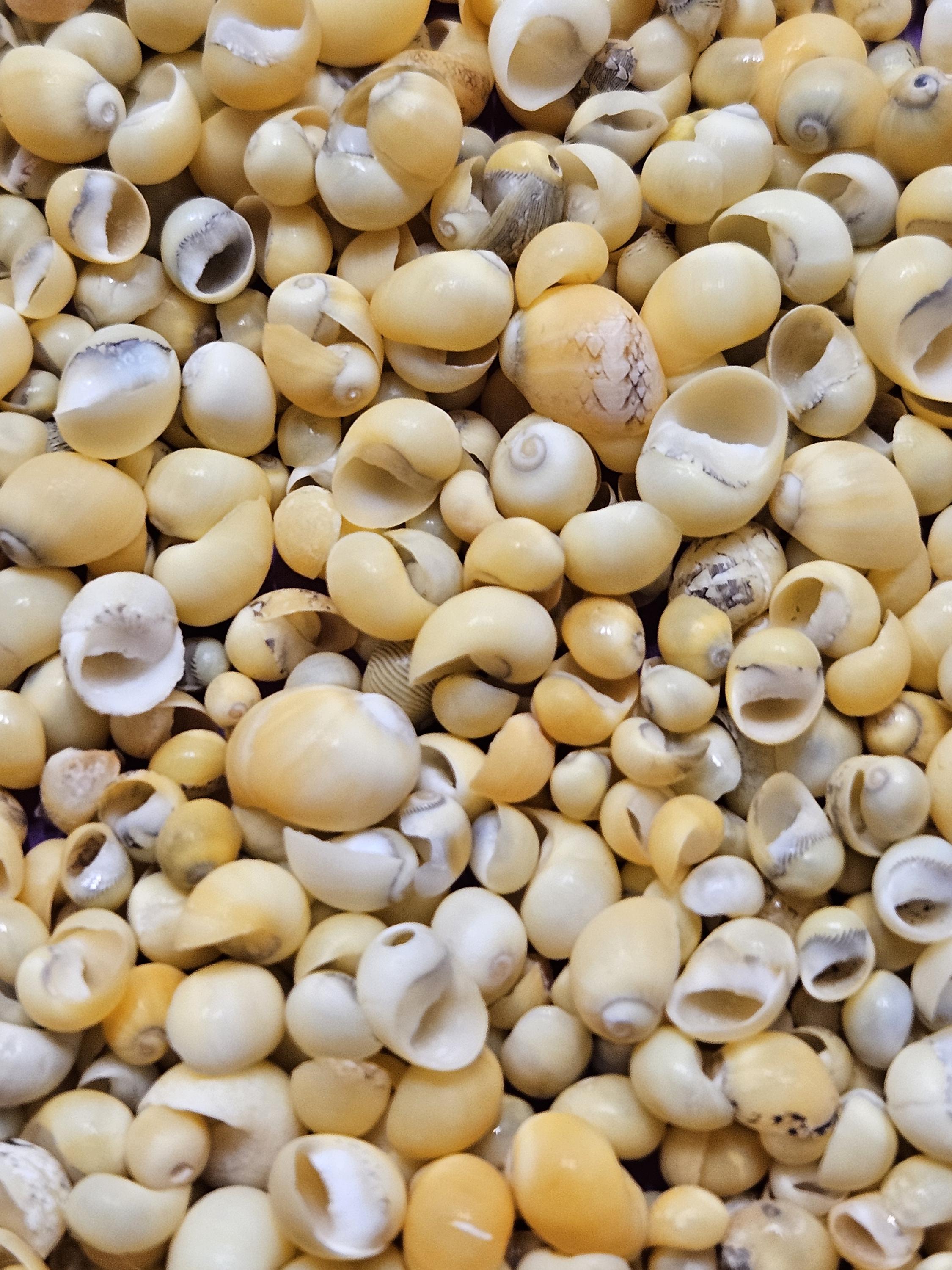 Vintage Yellow Periwinkle Shells, Littorina Obtusata, Flat Periwinkle ...