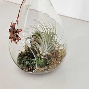 Air Fern Terrarium