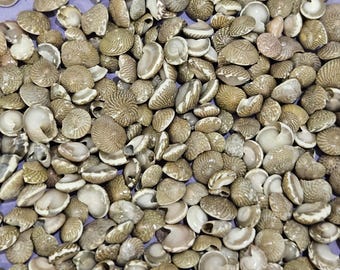 May include: A collection of small, beige seashells with spiral and ribbed patterns. The shells vary in size and shape, with some showing a pearly interior. The shells are scattered across a light purple surface, creating a natural, textured display.