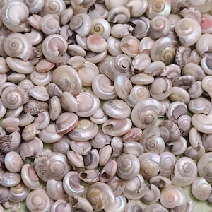 May include: A collection of small, pearlescent seashells in various sizes and shapes. The shells display a range of colors, including white, pink, and gray, with a spiral design. The image is a close-up, showing the details of the shells.