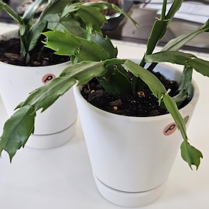 Christmas Cactus in 4" Pots - White Ceramic Pots - Pink Flowers