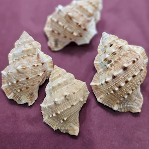 May include: Four beige and brown seashells with textured surfaces and spiral patterns are arranged on a deep purple background. The shells have a natural, organic appearance, with varying sizes and shapes, suggesting a coastal or nautical theme.
