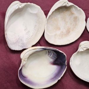 May include: Several open seashells with a pearly white exterior and a hint of purple and brown on the inside. The shells are arranged on a dark red surface, showcasing their natural beauty.