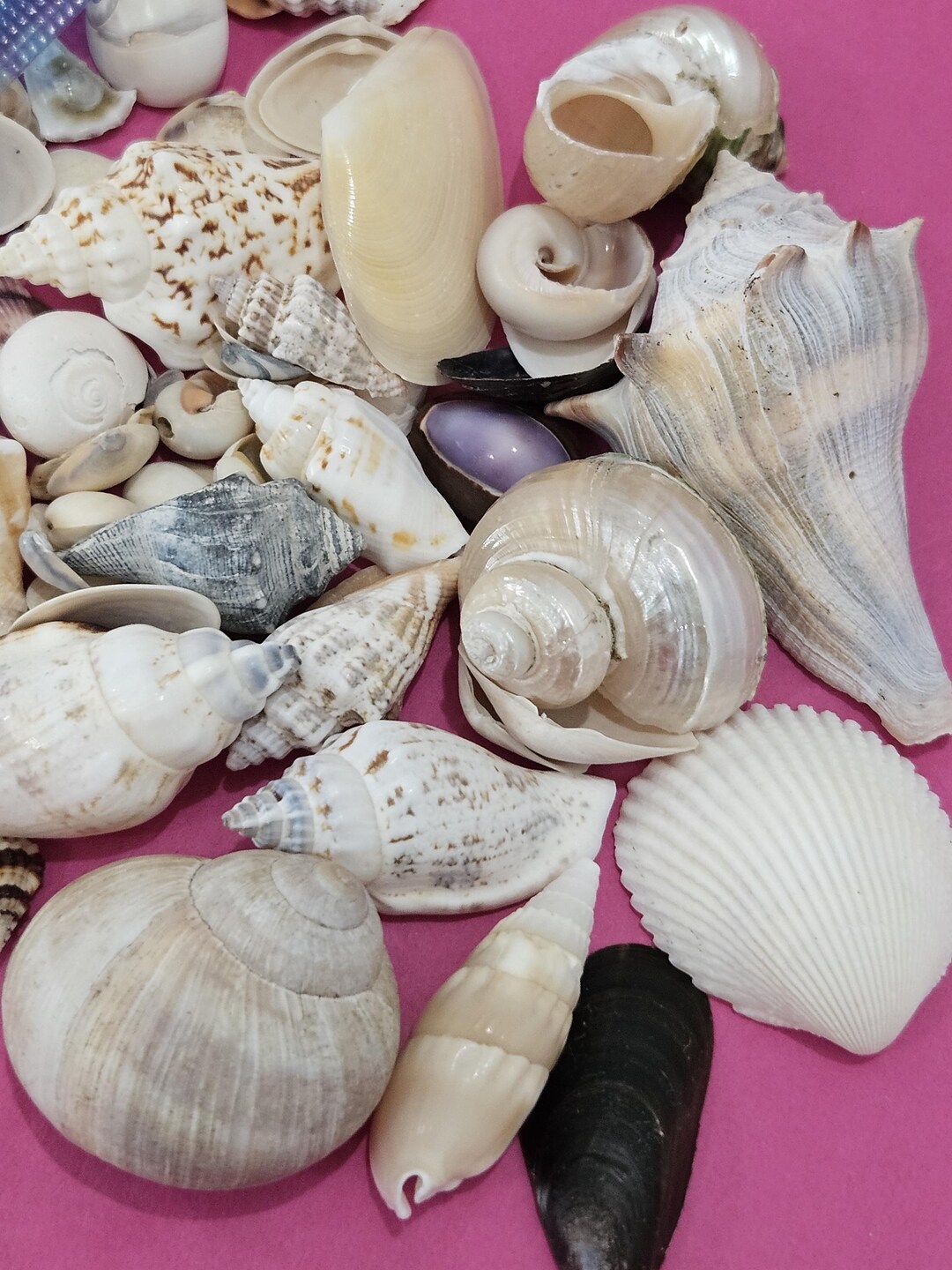 1/4 Lb. Mixed Variety Shells - Etsy