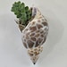 Debra Miller
