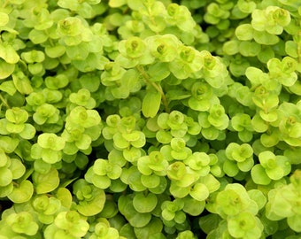 3 STEMS! Golden Creeping Jenny submerged live freshwater aquarium plant