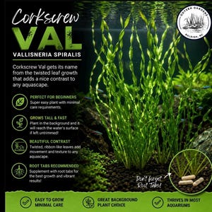 Corkscrew Val submerged live freshwater aquarium plant