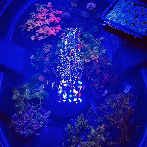 May include: An oval-shaped aquatic tank filled with water and various submerged plants, illuminated by intense blue light. A central cluster of colorful, reflective fragments creates a bright, multi-colored light pattern on the water surface.