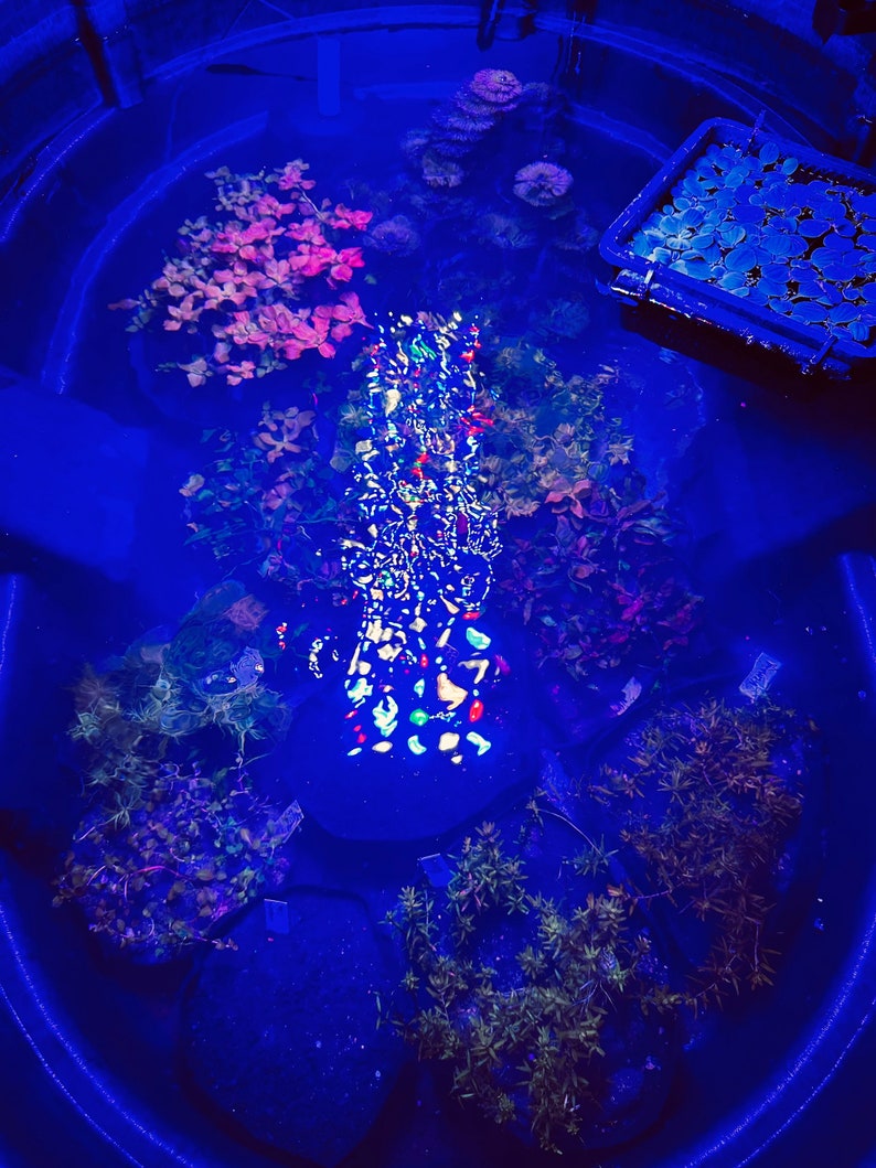 May include: An oval-shaped aquatic tank filled with water and various submerged plants, illuminated by intense blue light. A central cluster of colorful, reflective fragments creates a bright, multi-colored light pattern on the water surface.