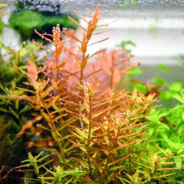 10+ STEMS Rotala “Orange Juice” Rare live aquarium stem plant submerged