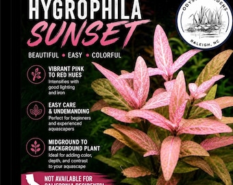 BUY 2 GET 1 FREE! Hygrophila Sunset submerged live aquarium freshwater plant
