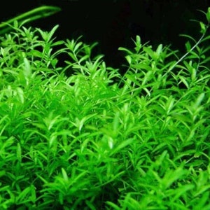 BUY 2 GET 1 FREE! Pearlweed submerged live freshwater aquarium plant