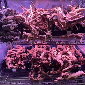 Odysea Garden Mopani Driftwood live freshwater aquarium plants