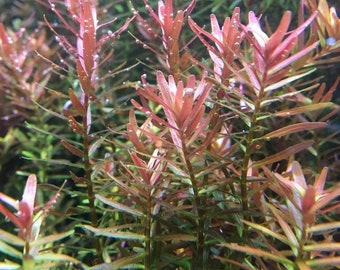 10+ STEMS Rotala Rotundifolia Red submerged live freshwater aquarium plant