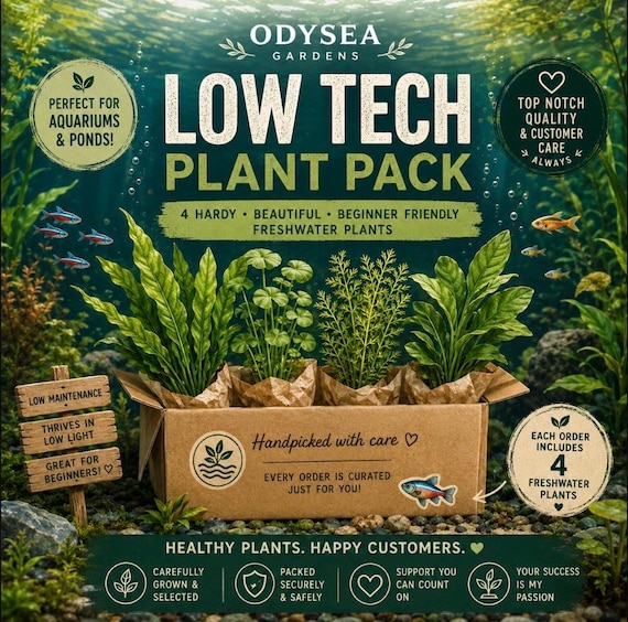 Low Tech Beginner Plant Pack! 4 different Live freshwater aquarium plants