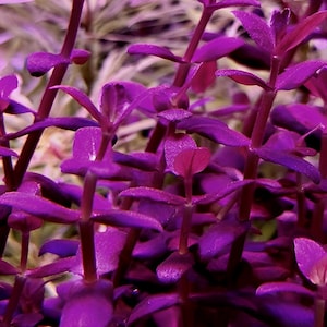 LIMITED QUANTITY SPECIAL! 1 stem Bacopa Purple submerged rare live freshwater aquarium plant