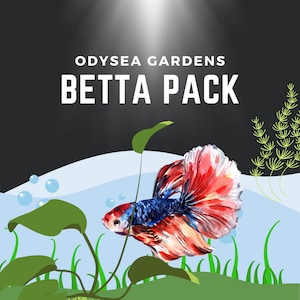 Betta Plant Pack! 4 different Live freshwater aquarium plants