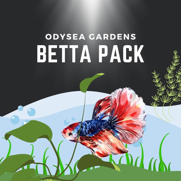 Betta Plant Pack! 4 different Live freshwater aquarium plants