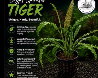 Crypt Spiralis Tiger submerged live freshwater aquarium plant