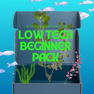 Low Tech Beginner Plant Pack! 4 different Live freshwater aquarium plants