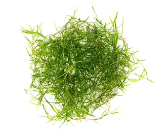 Guppy Grass submerged live freshwater aquarium plant