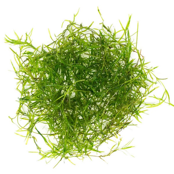 BUY 2 GET 1 FREE! Guppy Grass submerged live freshwater aquarium plant