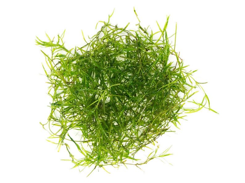 Guppy Grass submerged live freshwater aquarium plant image 1