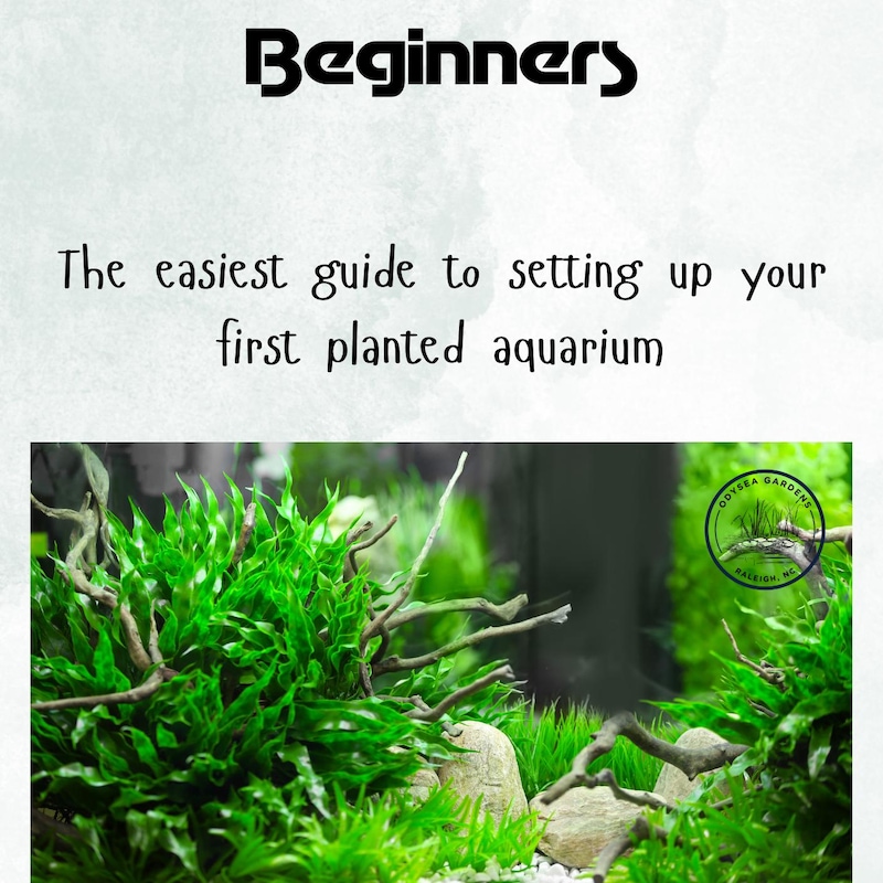 Blue Plants Aquarium - Etsy