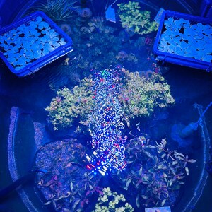 May include: A circular black stock tank filled with water, containing various aquatic plants, two blue floating plant rings, and a central light reflection. Several submerged plant clusters are visible, along with a small rectangular label.