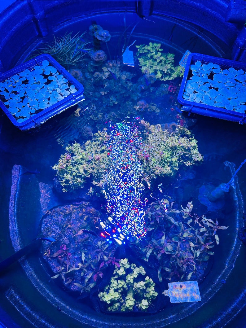 May include: A circular black stock tank filled with water, containing various aquatic plants, two blue floating plant rings, and a central light reflection. Several submerged plant clusters are visible, along with a small rectangular label.