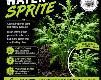 Water Sprite submerged live freshwater aquarium plant