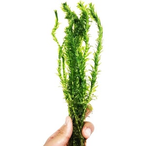 Anacharis Elodea Densa submerged live freshwater aquarium plant