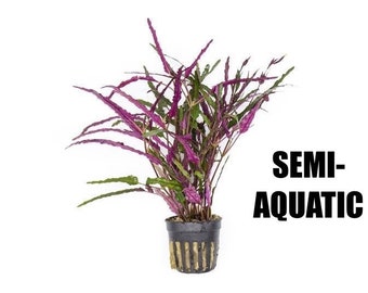 SEMI-AQUATIC Hemigraphis Exotica rare live freshwater aquarium plant