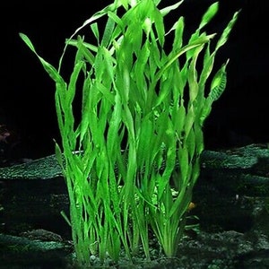 BUY 2 GET 1 FREE! Corkscrew Val submerged live freshwater aquarium plant