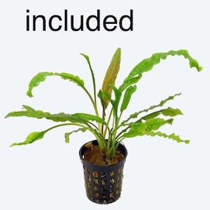 May include: A green plant with long, wavy leaves in a black plastic pot. The plant has a central stem with several leaves and is set against a white background. Text at the top reads "*Pot not included".