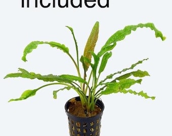 Crypt Spiralis Tiger submerged live freshwater aquarium plant