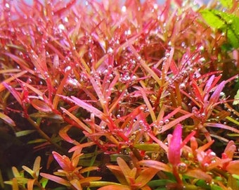 10+ STEMS Rotala Colorata submerged live freshwater aquarium stem plant