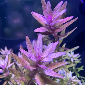 10+ STEMS Rotala Magenta submerged live freshwater aquarium plant