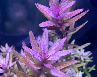 10+ STEMS Rotala Magenta submerged live freshwater aquarium plant