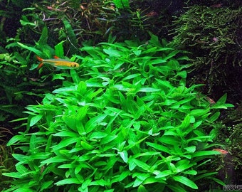 Staurogyne Repens live aquarium plant