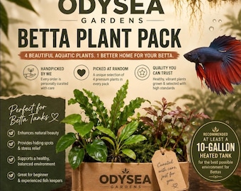 Betta Plant Pack! 4 different Live freshwater aquarium plants