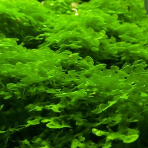 Pellia Moss submerged live aquarium plant image 2