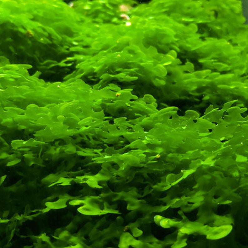 Pellia Moss submerged live aquarium plant image 2